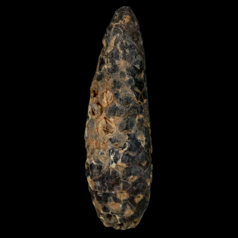 XL 2.3" Fossil Pine Cone Equicalastrobus Replaced By Agate Eocene Age Seeds Fruit - Fossil Age Minerals