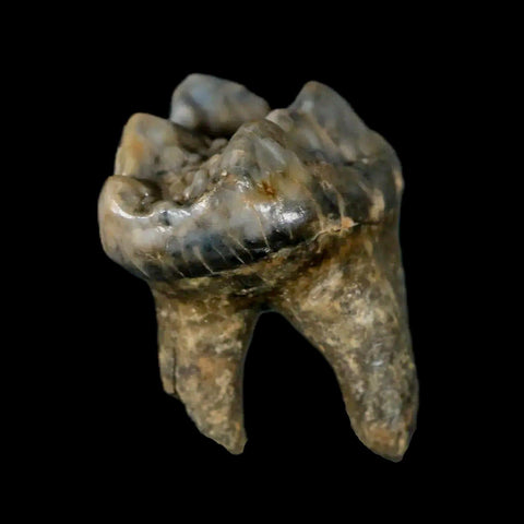 1.2" Extinct Cave Bear Ursus Spelaeus Pre-Molar Tooth Rooted Pleistocene Age COA - Fossil Age Minerals