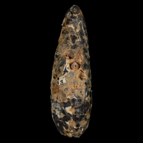 XL 2.3" Fossil Pine Cone Equicalastrobus Replaced By Agate Eocene Age Seeds Fruit - Fossil Age Minerals