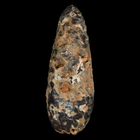 XL 2.3" Fossil Pine Cone Equicalastrobus Replaced By Agate Eocene Age Seeds Fruit - Fossil Age Minerals