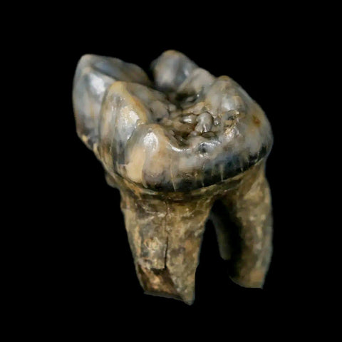 1.2" Extinct Cave Bear Ursus Spelaeus Pre-Molar Tooth Rooted Pleistocene Age COA - Fossil Age Minerals