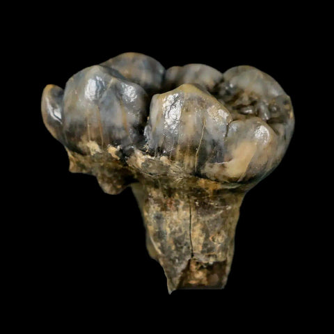 1.2" Extinct Cave Bear Ursus Spelaeus Pre-Molar Tooth Rooted Pleistocene Age COA - Fossil Age Minerals