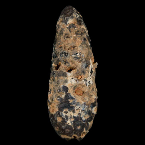 XL 2.3" Fossil Pine Cone Equicalastrobus Replaced By Agate Eocene Age Seeds Fruit - Fossil Age Minerals