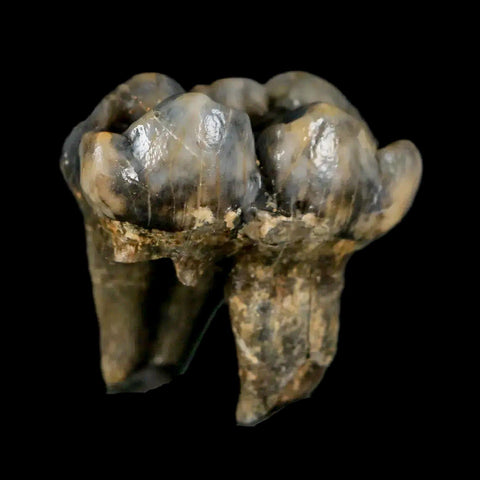 1.2" Extinct Cave Bear Ursus Spelaeus Pre-Molar Tooth Rooted Pleistocene Age COA - Fossil Age Minerals