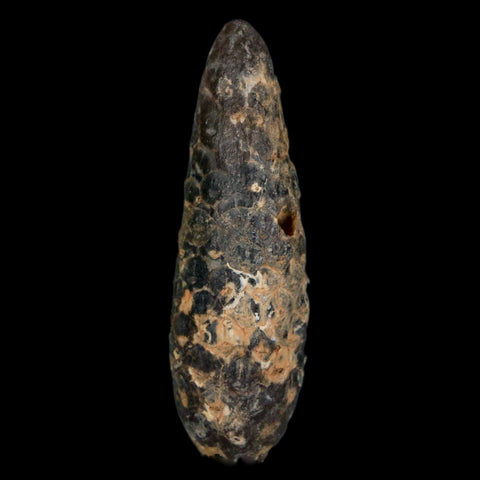 XL 2.3" Fossil Pine Cone Equicalastrobus Replaced By Agate Eocene Age Seeds Fruit - Fossil Age Minerals