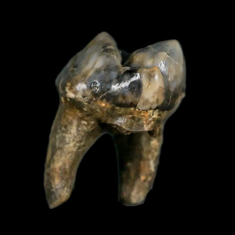 1.2" Extinct Cave Bear Ursus Spelaeus Pre-Molar Tooth Rooted Pleistocene Age COA - Fossil Age Minerals