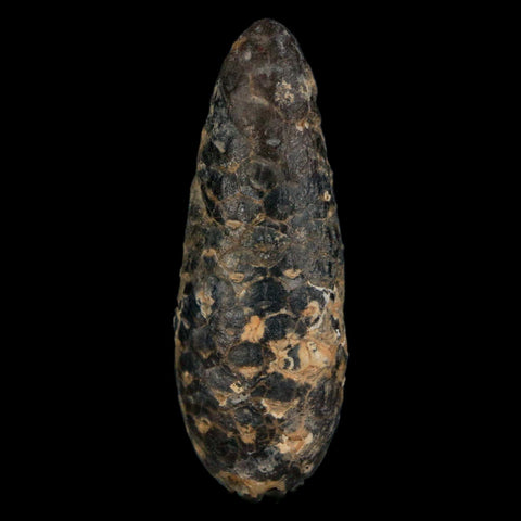 XL 2.3" Fossil Pine Cone Equicalastrobus Replaced By Agate Eocene Age Seeds Fruit - Fossil Age Minerals