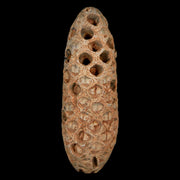 XXL 2.4" Fossil Pine Cone Equicalastrobus Replaced By Agate Eocene Age Seeds Fruit