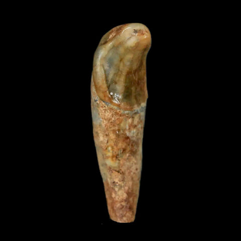 1.6" Extinct Cave Bear Ursus Spelaeus Incisor Tooth Rooted Pleistocene Age COA, Stand - Fossil Age Minerals