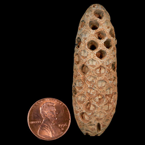 XXL 2.4" Fossil Pine Cone Equicalastrobus Replaced By Agate Eocene Age Seeds Fruit - Fossil Age Minerals