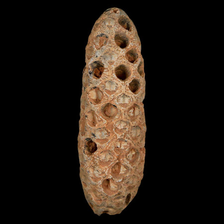 XXL 2.4" Fossil Pine Cone Equicalastrobus Replaced By Agate Eocene Age Seeds Fruit