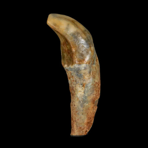 1.6" Extinct Cave Bear Ursus Spelaeus Incisor Tooth Rooted Pleistocene Age COA, Stand - Fossil Age Minerals