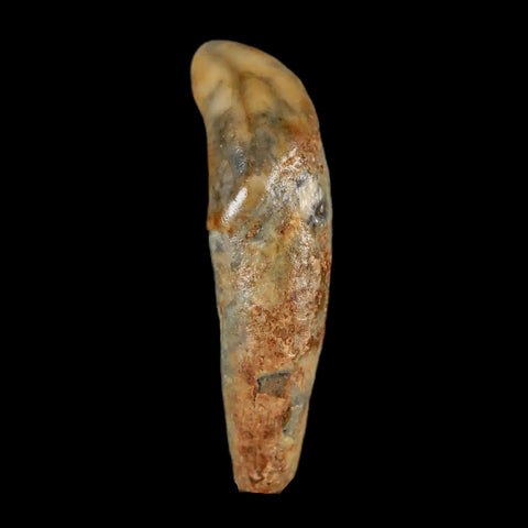 1.6" Extinct Cave Bear Ursus Spelaeus Incisor Tooth Rooted Pleistocene Age COA, Stand - Fossil Age Minerals