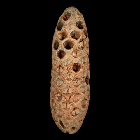 XXL 2.4" Fossil Pine Cone Equicalastrobus Replaced By Agate Eocene Age Seeds Fruit - Fossil Age Minerals