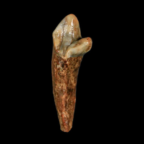 1.7" Extinct Cave Bear Ursus Spelaeus Incisor Tooth Rooted Pleistocene Age COA, Stand - Fossil Age Minerals