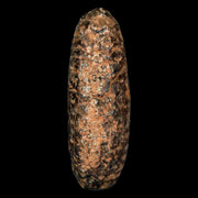 XL 2.2" Fossil Pine Cone Equicalastrobus Replaced By Agate Eocene Age Seeds Fruit