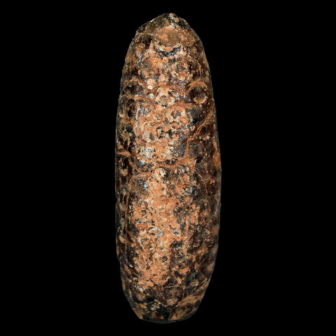 XL 2.2" Fossil Pine Cone Equicalastrobus Replaced By Agate Eocene Age Seeds Fruit - Fossil Age Minerals