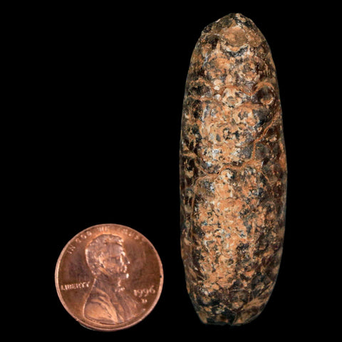 XL 2.2" Fossil Pine Cone Equicalastrobus Replaced By Agate Eocene Age Seeds Fruit - Fossil Age Minerals