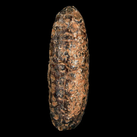 XL 2.2" Fossil Pine Cone Equicalastrobus Replaced By Agate Eocene Age Seeds Fruit