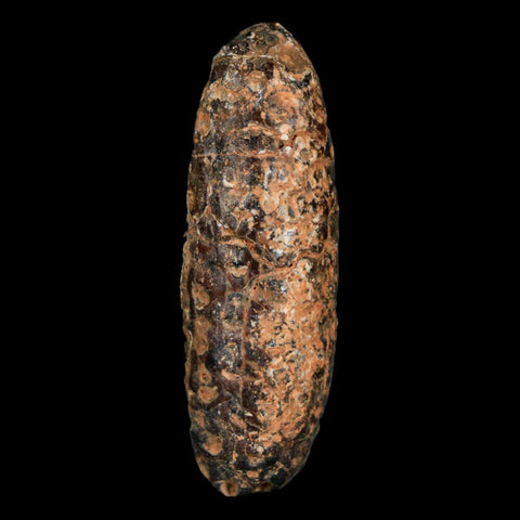 XL 2.2" Fossil Pine Cone Equicalastrobus Replaced By Agate Eocene Age Seeds Fruit - Fossil Age Minerals