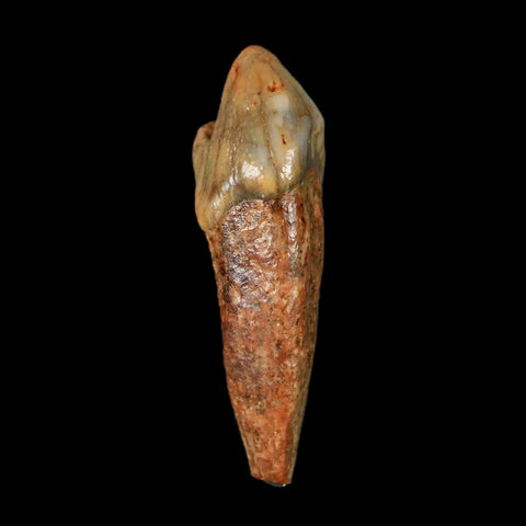 1.7" Extinct Cave Bear Ursus Spelaeus Incisor Tooth Rooted Pleistocene Age COA, Stand - Fossil Age Minerals