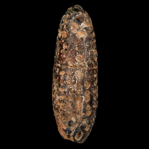 XL 2.2" Fossil Pine Cone Equicalastrobus Replaced By Agate Eocene Age Seeds Fruit - Fossil Age Minerals