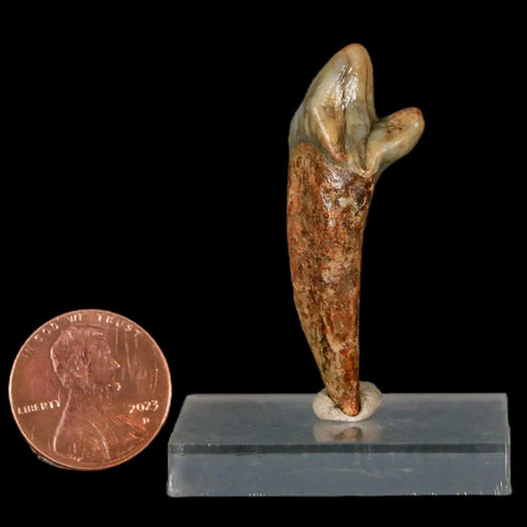 1.7" Extinct Cave Bear Ursus Spelaeus Incisor Tooth Rooted Pleistocene Age COA, Stand - Fossil Age Minerals