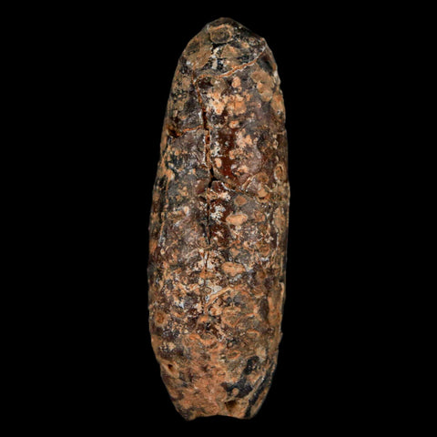 XL 2.2" Fossil Pine Cone Equicalastrobus Replaced By Agate Eocene Age Seeds Fruit - Fossil Age Minerals