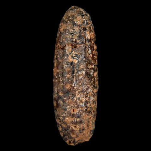 XL 2.2" Fossil Pine Cone Equicalastrobus Replaced By Agate Eocene Age Seeds Fruit - Fossil Age Minerals