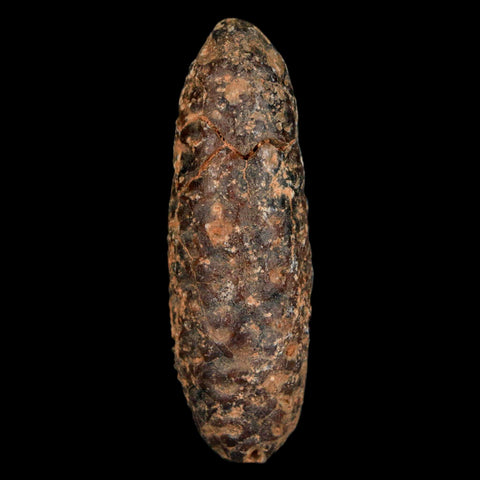 XL 2.2" Fossil Pine Cone Equicalastrobus Replaced By Agate Eocene Age Seeds Fruit - Fossil Age Minerals