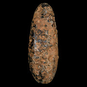 XXL 2.4" Fossil Pine Cone Equicalastrobus Replaced By Agate Eocene Age Seeds Fruit