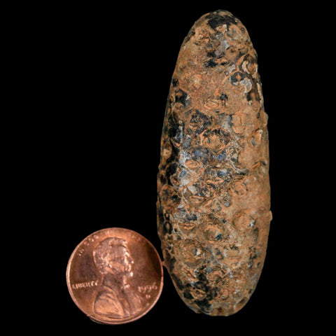 XXL 2.4" Fossil Pine Cone Equicalastrobus Replaced By Agate Eocene Age Seeds Fruit - Fossil Age Minerals