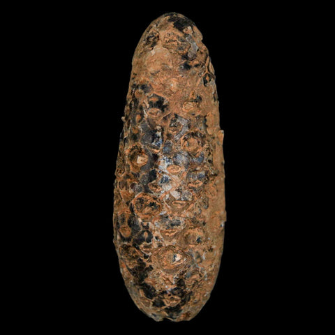 XXL 2.4" Fossil Pine Cone Equicalastrobus Replaced By Agate Eocene Age Seeds Fruit - Fossil Age Minerals