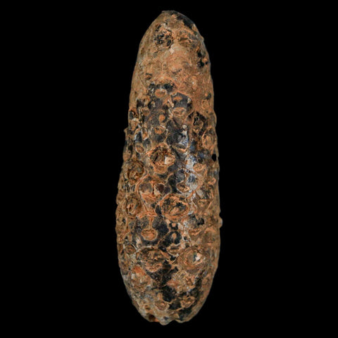 XXL 2.4" Fossil Pine Cone Equicalastrobus Replaced By Agate Eocene Age Seeds Fruit - Fossil Age Minerals