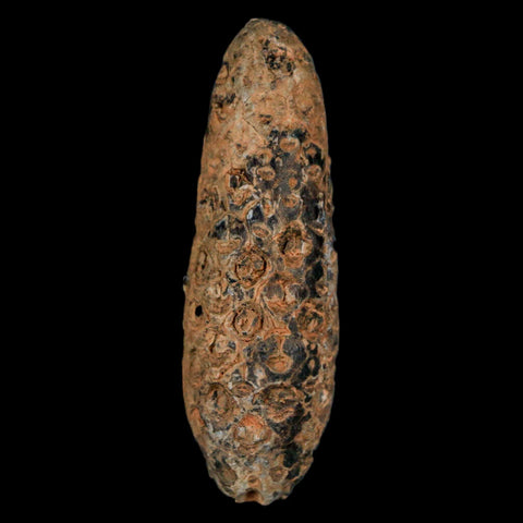 XXL 2.4" Fossil Pine Cone Equicalastrobus Replaced By Agate Eocene Age Seeds Fruit - Fossil Age Minerals