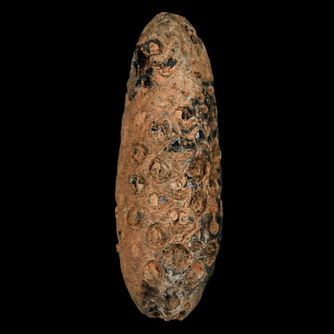 XXL 2.4" Fossil Pine Cone Equicalastrobus Replaced By Agate Eocene Age Seeds Fruit - Fossil Age Minerals