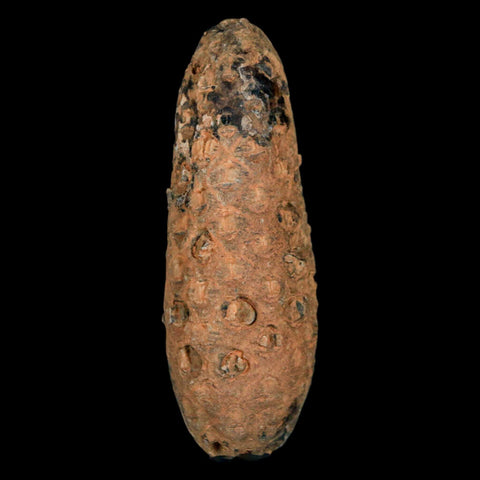 XXL 2.4" Fossil Pine Cone Equicalastrobus Replaced By Agate Eocene Age Seeds Fruit - Fossil Age Minerals