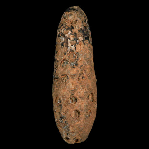 XXL 2.4" Fossil Pine Cone Equicalastrobus Replaced By Agate Eocene Age Seeds Fruit - Fossil Age Minerals