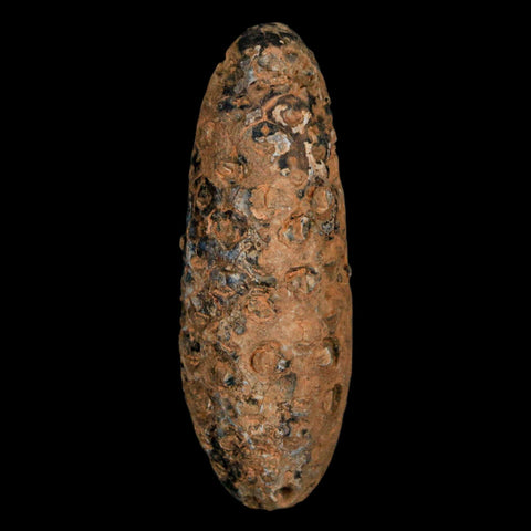 XXL 2.4" Fossil Pine Cone Equicalastrobus Replaced By Agate Eocene Age Seeds Fruit - Fossil Age Minerals