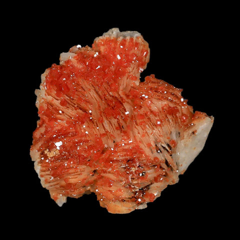 2.2" Sparkly Orange Vanadinite Crystals White Barite Blades Mineral Mabladen Morocco - Fossil Age Minerals