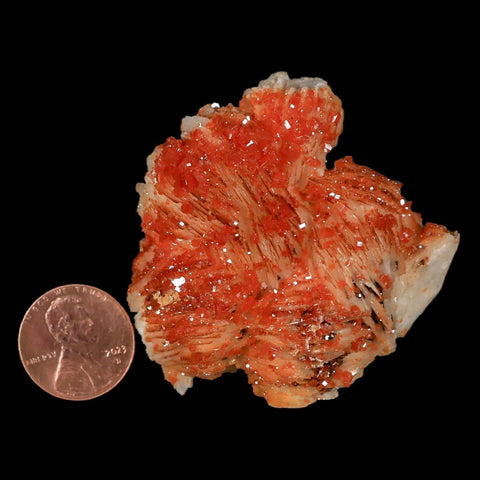 2.2" Sparkly Orange Vanadinite Crystals White Barite Blades Mineral Mabladen Morocco - Fossil Age Minerals