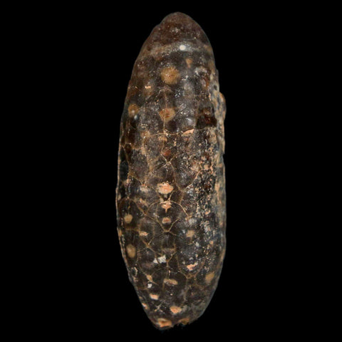 XL 2.2" Fossil Pine Cone Equicalastrobus Replaced By Agate Eocene Age Seeds Fruit - Fossil Age Minerals