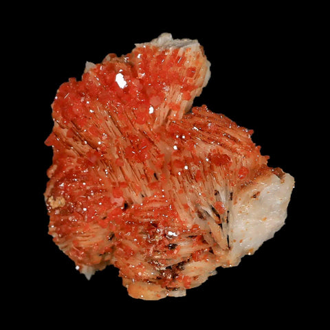 2.2" Sparkly Orange Vanadinite Crystals White Barite Blades Mineral Mabladen Morocco - Fossil Age Minerals