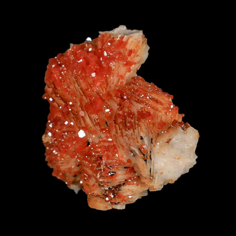 2.2" Sparkly Orange Vanadinite Crystals White Barite Blades Mineral Mabladen Morocco - Fossil Age Minerals