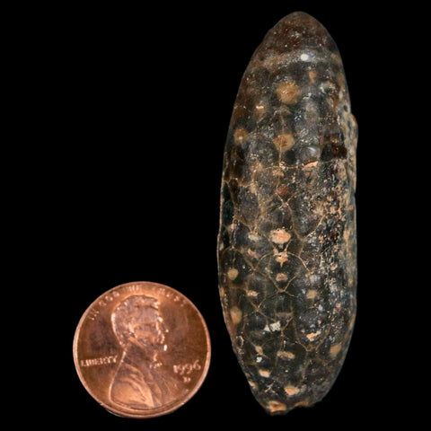 XL 2.2" Fossil Pine Cone Equicalastrobus Replaced By Agate Eocene Age Seeds Fruit - Fossil Age Minerals