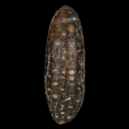 XL 2.2" Fossil Pine Cone Equicalastrobus Replaced By Agate Eocene Age Seeds Fruit