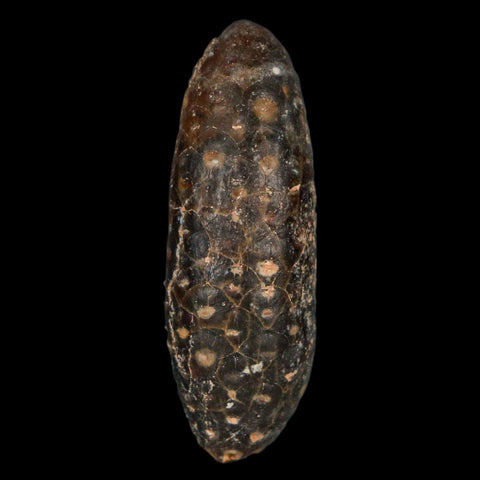 XL 2.2" Fossil Pine Cone Equicalastrobus Replaced By Agate Eocene Age Seeds Fruit - Fossil Age Minerals