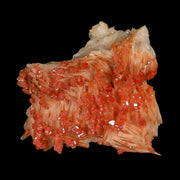 2" Sparkly Orange Vanadinite Crystals White Barite Blades Mineral Mabladen Morocco