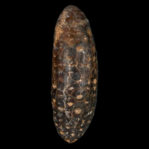 XL 2.2" Fossil Pine Cone Equicalastrobus Replaced By Agate Eocene Age Seeds Fruit - Fossil Age Minerals