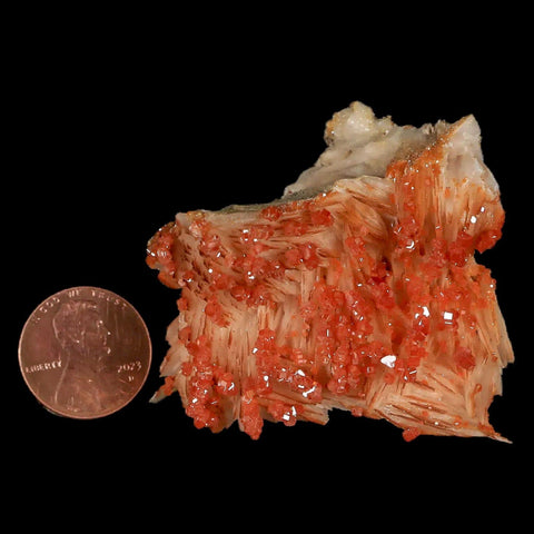 2" Sparkly Orange Vanadinite Crystals White Barite Blades Mineral Mabladen Morocco - Fossil Age Minerals